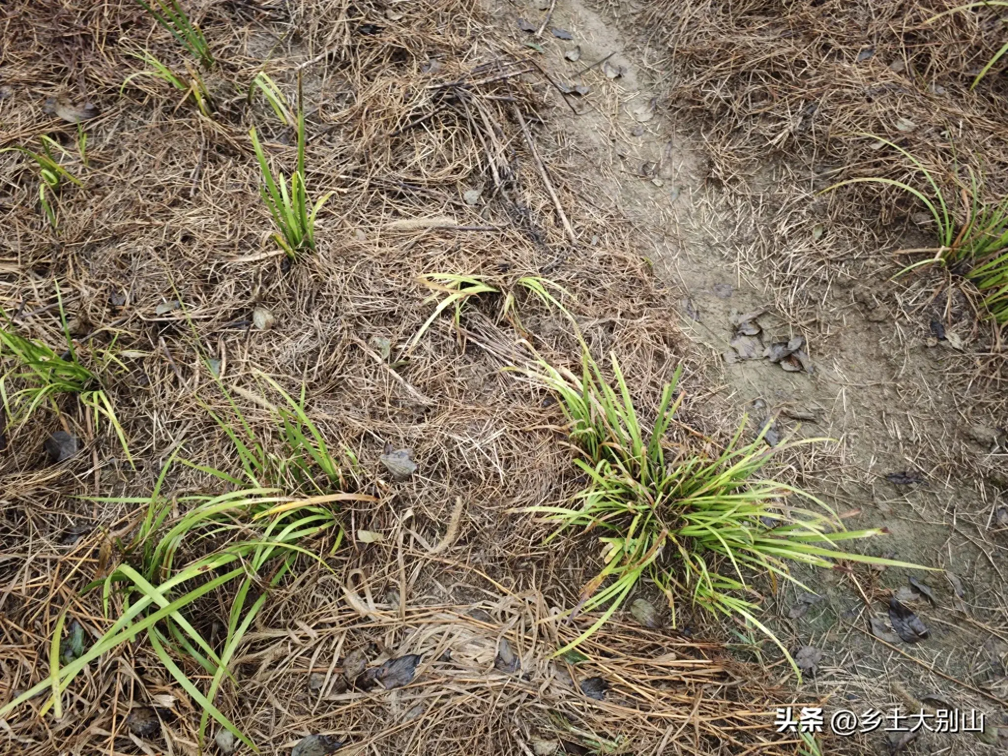 这就是一亩投资几千回报几万的创业项目，看完你还心动吗？-网创特工