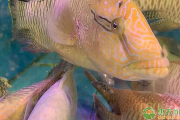 图片[3]-苏眉鱼价格多少钱一斤，让我们来看看苏眉鱼秘密。-网创特工
